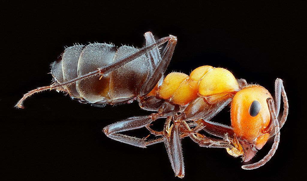 Ant Control service in Springfield, MO