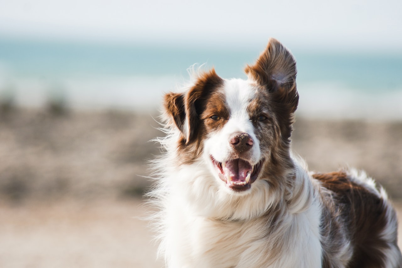 Flea & Tick Control service in Springfield, MO