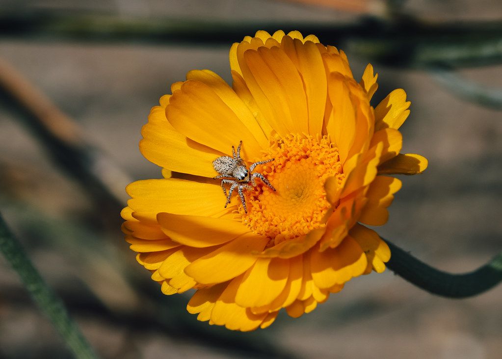 Spider Control service in Springfield, MO